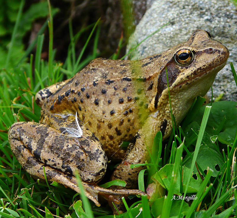 Rana temporaria